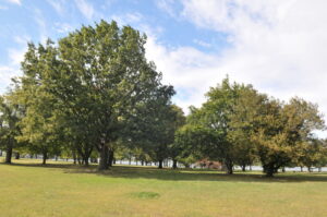 Ferry Point Park Picture